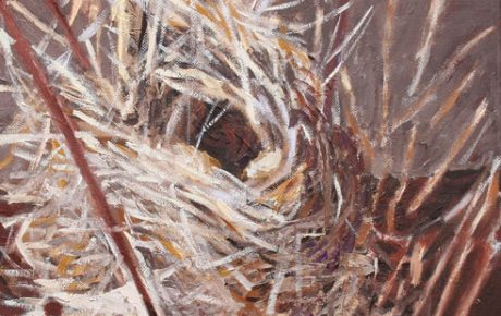 Bird’s Nest in Reeds